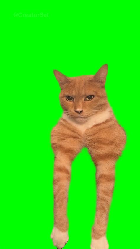 [ÉCRAN VERT] Modèle de mème Orange Cat Mewing/Looksmaxxing : r/MemeTemplatesOfficial