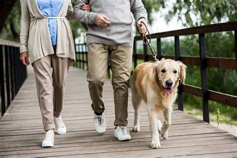 How Long Should a Golden Retriever Be Walked? (Explained!) – Loyal Goldens