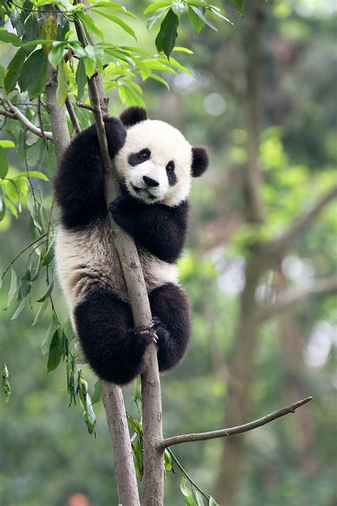 Juvenile Panda Climbing A Tree Photograph by Science Photo Library ...