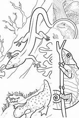 Free Printable Lizard Coloring Pages  Find A sketch template