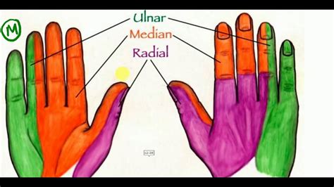 ANATOMY LECTURES , Hand , NERVE SUPPLY OF HAND MUSCLES - YouTube