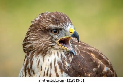 Buteo Buteo: Over 22,597 Royalty-Free Licensable Stock Photos ...