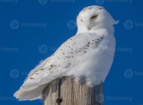 Snowy Owl in Winter 5098652 Stock Photo at Vecteezy