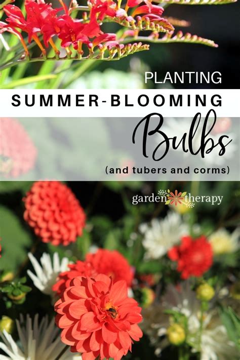 Plant Summer-Blooming Bulbs in the Spring for an Outstanding Display This Year - Garden Therapy®