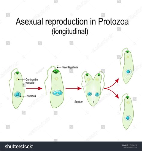 Spaltung oder asexuelle Reproduktion in Protozoen: Stock-Vektorgrafik ...