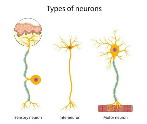 Nerve Cell - The Definitive Guide | Biology Dictionary