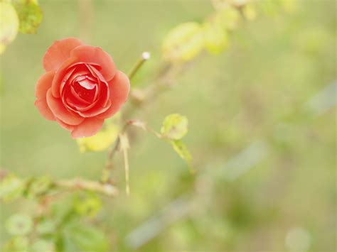 1440x900 resolution | selective photography of pink rose flower HD wallpaper | Wallpaper Flare