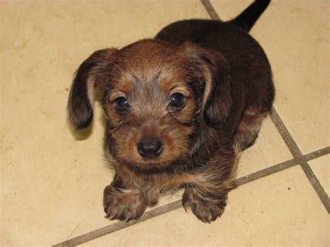 Pin by Sharon Houle on Dorkies | Yorkie mix, Dachshund cross, Yorkie