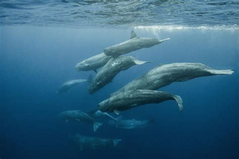 Very First Sperm Whale Sanctuary Created in the Caribbean