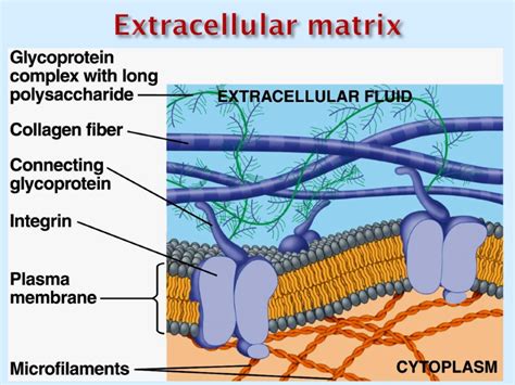 BIOCHEMISTRY OF EXTRACELLULAR MATRIX Collagen structure Proline and