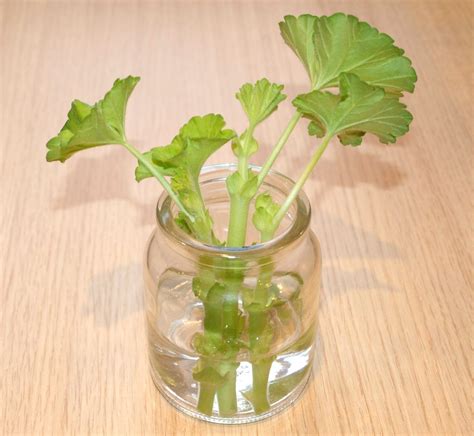 Mark's Veg Plot: Taking Geranium cuttings