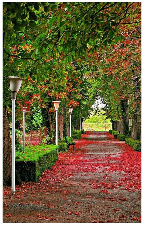 Beautiful Nature Wallpaper Of A Road With trees and red flowers #beau… | Photoshop backgrounds ...