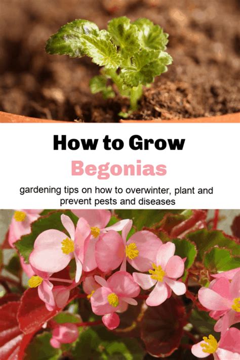 How to Grow Begonias - Gardening Channel