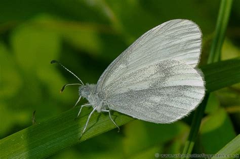 Wood White Butterfly | Urban Butterfly Garden