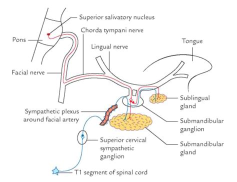 Head and Neck Anatomy: Sublingual Salivary Gland