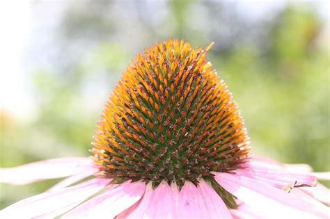 Purple Coneflower Seeds Photograph by Christopher Lotito - Pixels