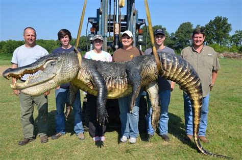 Two 700-Pound Alligators Were Killed In Mississippi, Also, Dinosaurs ...