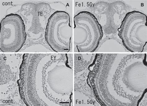 Histology of iron-ion irradiated embryos at the time of hatching (6–7... | Download Scientific ...