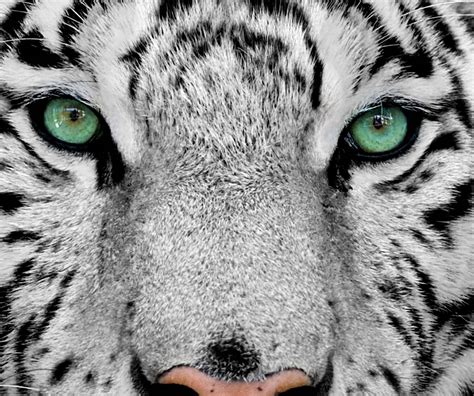 Tiger Eyes Wallpapers - Top Free Tiger Eyes Backgrounds - WallpaperAccess