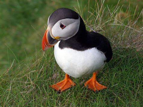 Puffin - Photograph by Kate Ali. This shot of a puffin was taken at Sumburgh Head in the ...