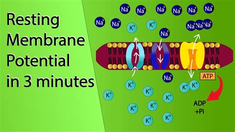 Resting Membrane Potential | NCERT Class 11-Neural control and coordination | NEET Biology ...