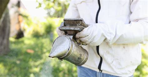 How to Relocate a Honey Bee Hive Safely — Without Getting Stung