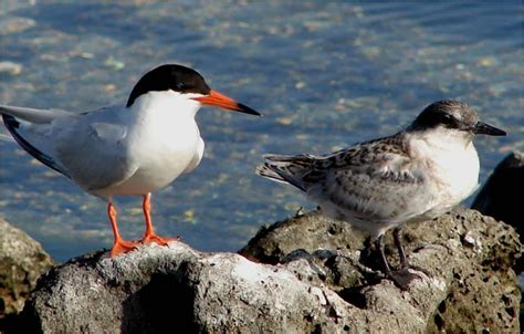 Roseate Tern - Sterna dougallii | Wildlife Journal Junior