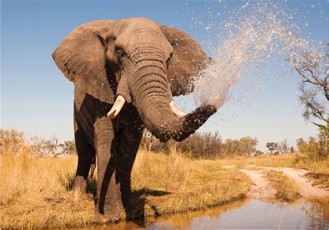 Fotobehang Vlies | Olifant, Natuur | Grijs | 368x254cm | Fotobehangart.nl