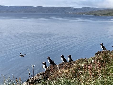 This puffin island features an eighties rock star and a World War 2 story