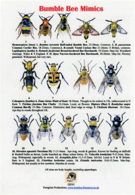 bee identification - Google Search | Bee identification, British bees