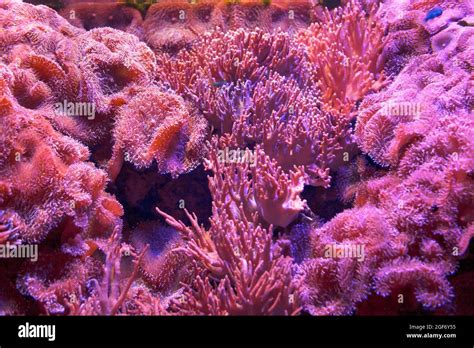 Pink underwater blooming . Coral reef polyps in transparent water Stock ...