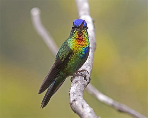 Hummingbird Eyesight and Coloration | Ask A Biologist