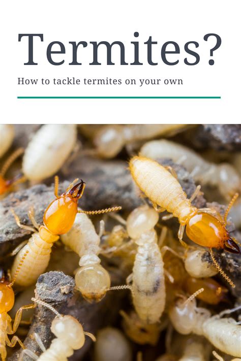 Learn how to tackle termites on your own with these helpful termite DIY tips and tricks. Visit ...