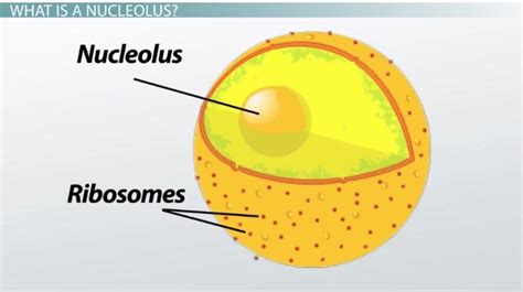 What is a Nucleolus Function? - The Education