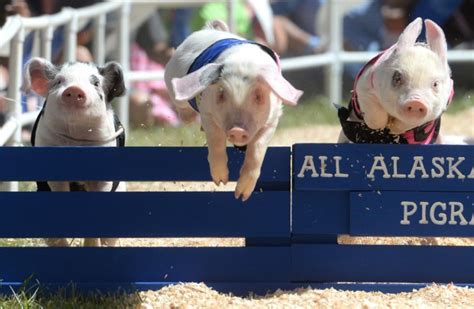 Pig racing -- cute or cruel? The answer isn't simple