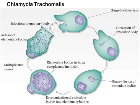 Chlamydia Bacteria Shape