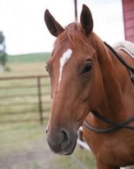 30 Heartland Horse Names List (Heartland TV Show)