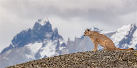 PUMA TRACKING TORRES DEL PAINE - Ecochile - Tailor-made tours