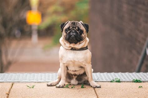 10 Dumbest Dog Breeds: Why They're Not as Smart as You Think