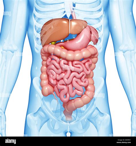 Male Anatomy Diagram Front View Human Stomach Anatomy Male Human ...