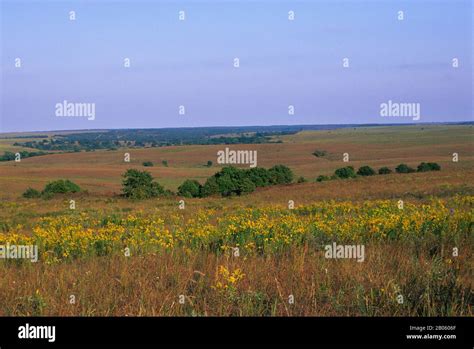 OKLAHOMA, NEAR PAWHUSKA, TALLGRASS PRAIRIE PRESERVE, GOLDENROD FLOWERS ...