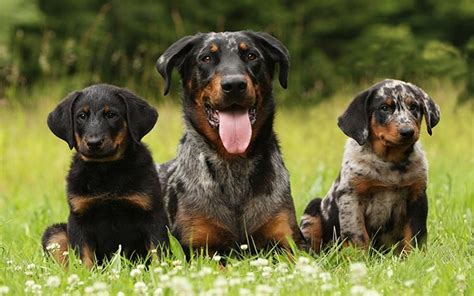 Beauceron Puppies Behavior And Characteristics In Different Months Until One Year