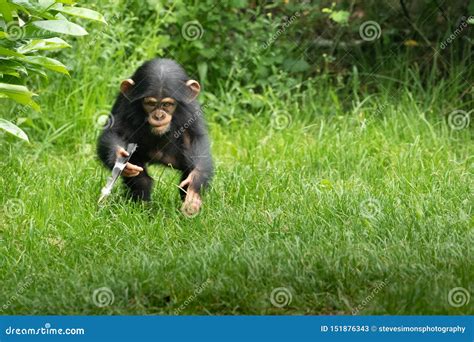 Chester, Cheshire, England - 01 June 2019: Baby Chimpanzee Playing with Feather Stock Image ...