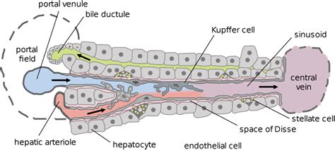 Phagocytes - Phagocytic cells - TeachMePhysiology