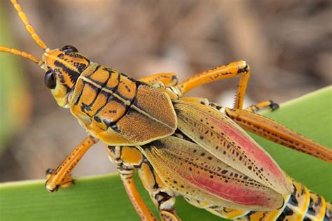 Free Images : insect, fauna, invertebrate, close up, grasshopper ...