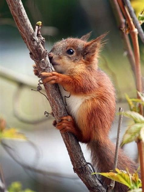 Baby Red Squirrel | Baby animals, Animals, Animals beautiful