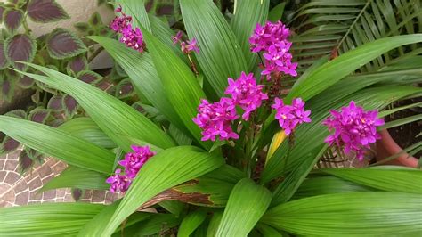 Como Plantar Orquídeas → em Vasos, Carvão, Troncos, na Terra (VEJA!!)