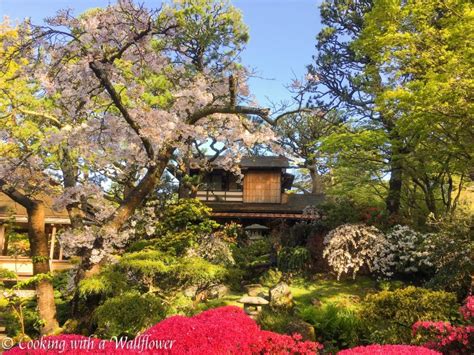 Destination: Japanese Tea Garden - Cooking with a Wallflower