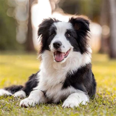 10 Best Dog Breeds for Obedience