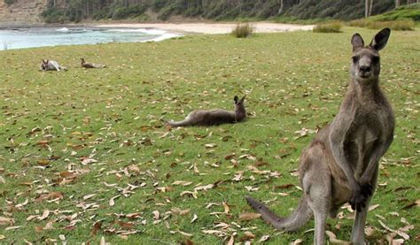 Murramarang National Park | NSW National Parks | National parks, Wildlife, Eastern grey kangaroo